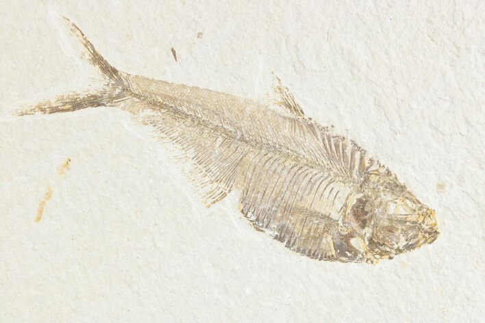 Detailed Fossil Fish (Diplomystus) - Wyoming #361090